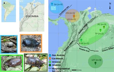 Genomic analyses of the scorpion mud turtle (Kinosternon scorpioides) (Linnaeus, 1766) in insular and continental Colombia: Evidence for multiple conservation and taxonomic units